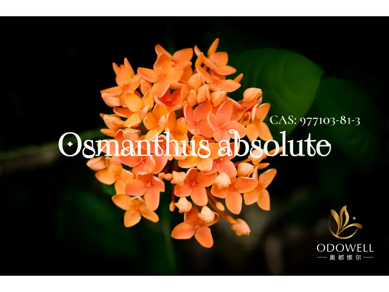 Osmanthus Absolute – Естественият подпис на ODOWELL за елегантни ориенталски цветя